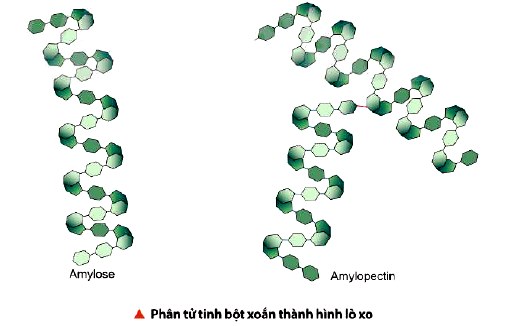 Phân tử tinh bột xoắn thành hình lò xo