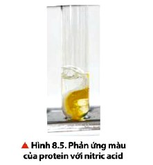 Phản ứng màu của protein với acid Nitric