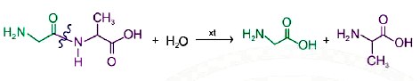 Phản ứng thuỷ phân dipeptide Gly-Ala