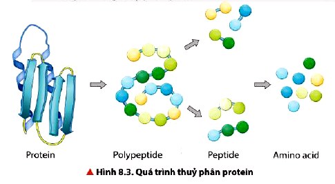 Thủy phân protein