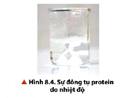 Sự đông tụ Protein