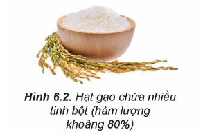 Trạng thái tự nhiên của tinh bột