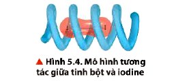 Tương tác giữa tinh bột và iodine