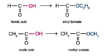 Khái niệm ester và ví dụ