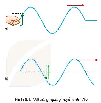 Lý thuyết Vật lí 11 Kết nối tri thức bài 9: Sóng ngang, sóng dọc và sự truyền năng lượng của sóng cơ