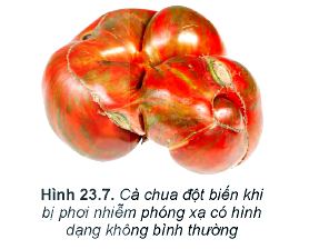 Lý thuyết Vật lí 12 Kết nối tri thức bài 23: Hiện tượng phóng xạ: Định luật phóng xạ, độ phóng xạ