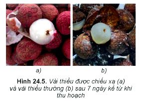 Lý thuyết Vật lí 12 Kết nối tri thức bài 24: Công nghiệp hạt nhân: Nhà máy điện hạt nhân, Y học hạt nhân, Ứng dụng