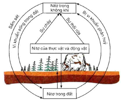 chu trình của nito trong tự nhiên